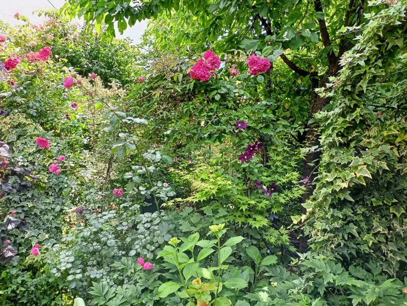  - Grădina 2024 continuare 3