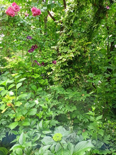  - Grădina 2024 continuare 3