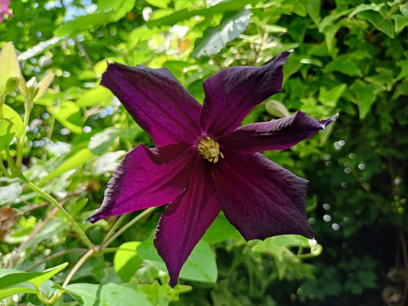  - Grădina 2024 continuare 3