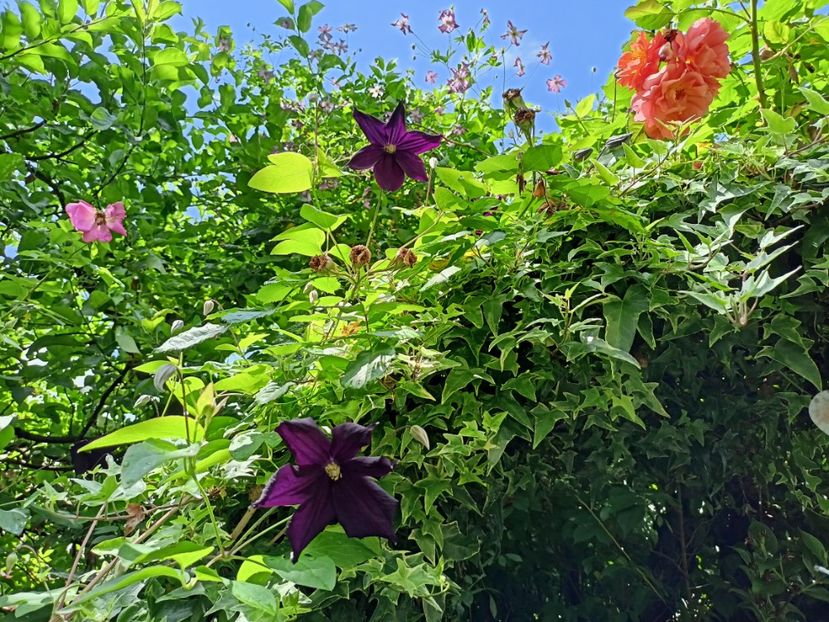  - Grădina 2024 continuare 3