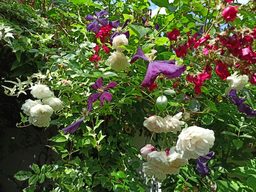  - Grădina 2024 continuare 3