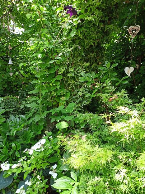  - Grădina 2024 continuare 3