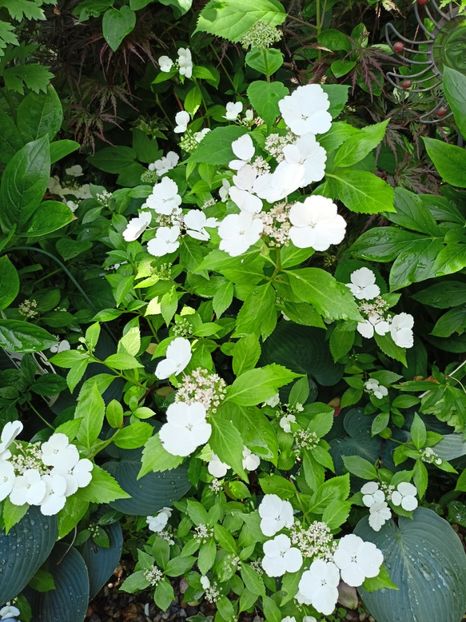  - Grădina 2024 continuare 3