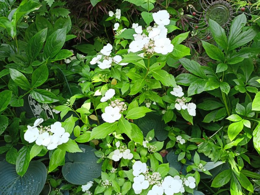 Runaway Bride - Grădina 2024 continuare 3