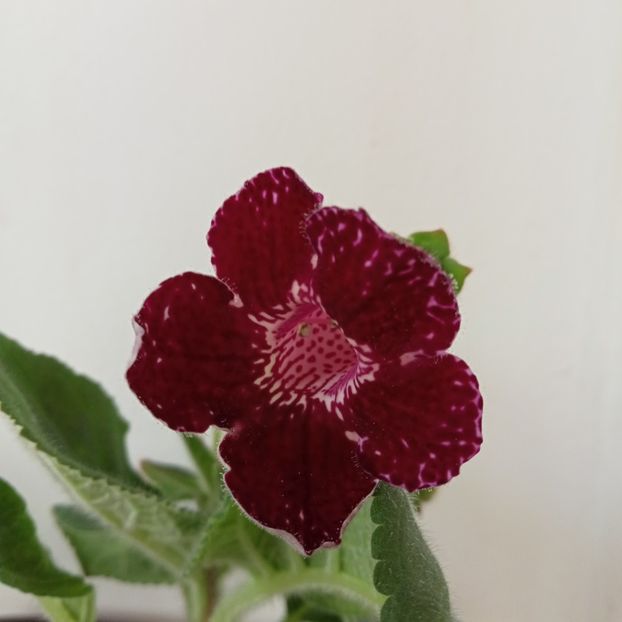  - Kohleria Karl Lindberg