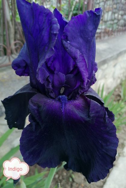  - Iriși înalți 10 lei