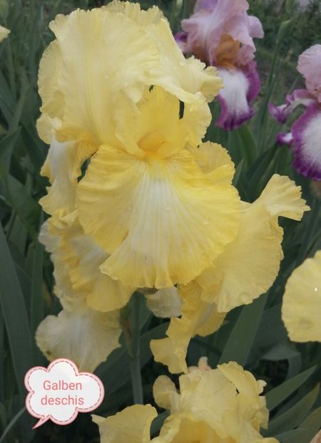  - Iriși înalți 10 lei