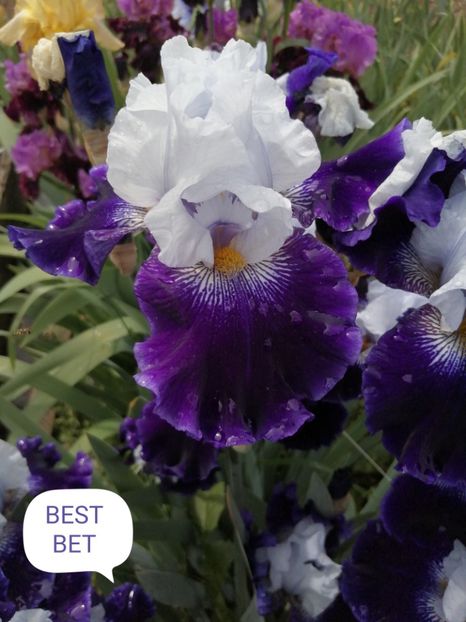  - Iriși înalți 10 lei