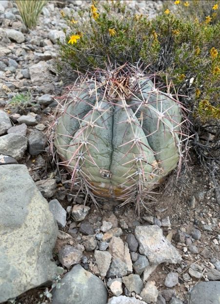  - Echinocactus Horizonthalonius