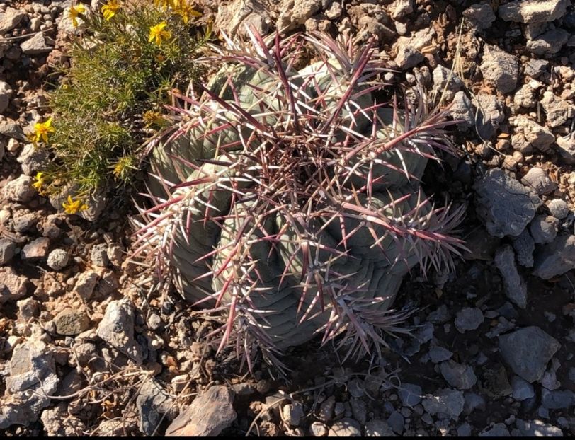 - Echinocactus Horizonthalonius