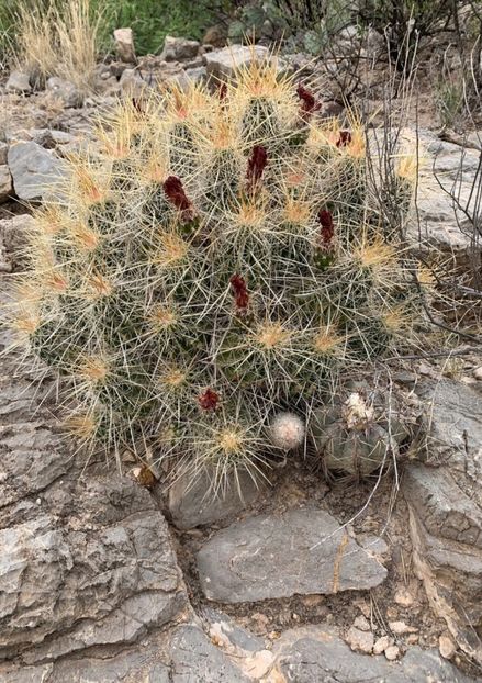  - Echinocactus Horizonthalonius
