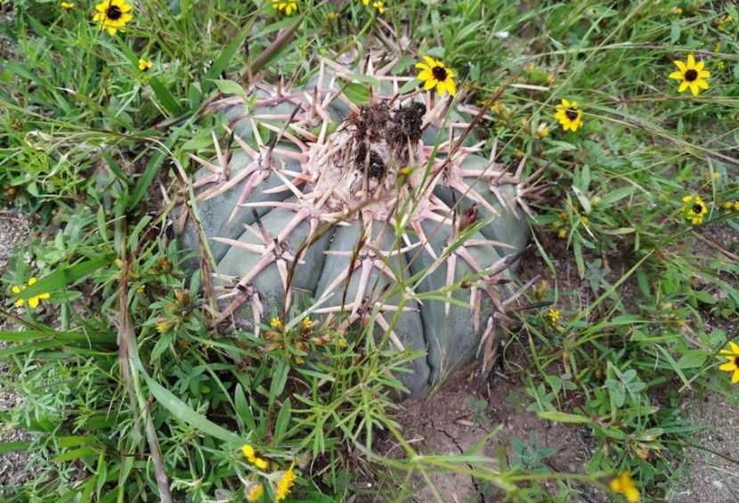  - Echinocactus Horizonthalonius