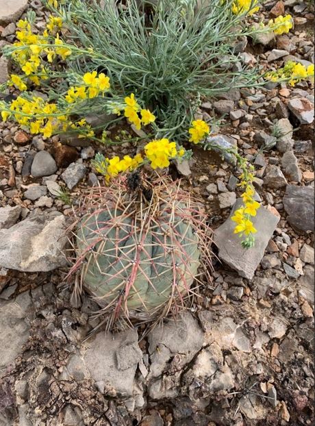  - Echinocactus Horizonthalonius