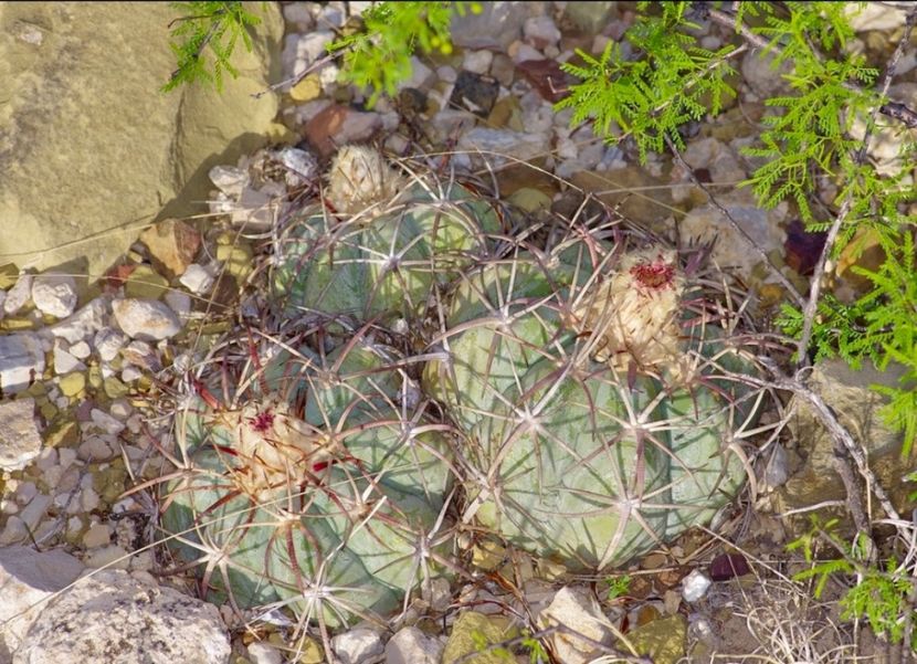  - Echinocactus Horizonthalonius