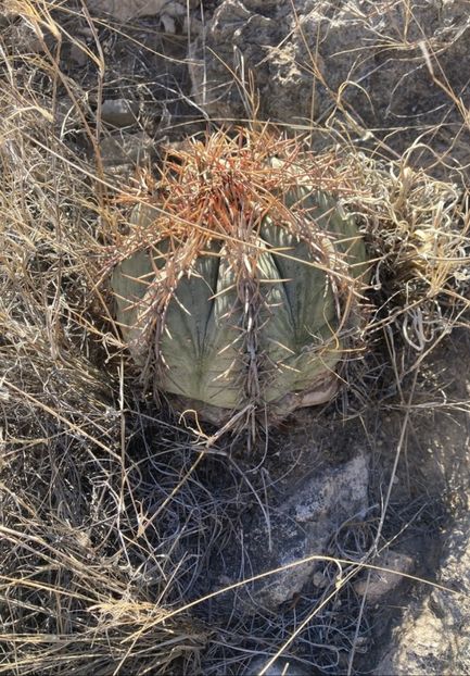  - Echinocactus Horizonthalonius