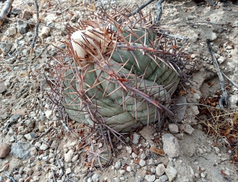  - Echinocactus Horizonthalonius