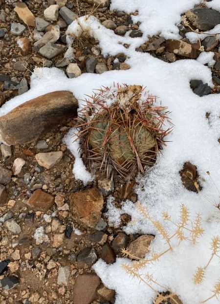  - Echinocactus Horizonthalonius