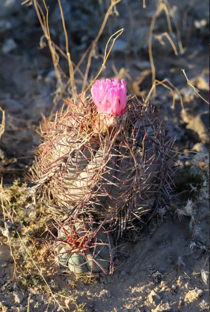 - Echinocactus Horizonthalonius