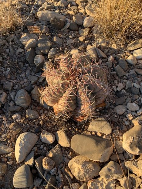  - Echinocactus Horizonthalonius