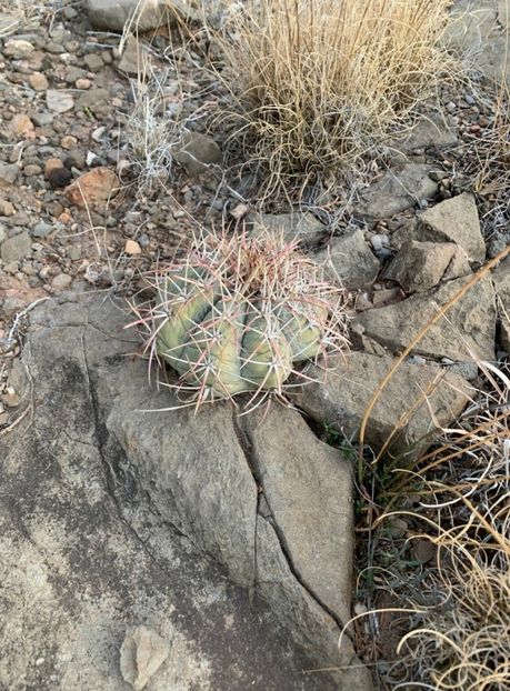 - Echinocactus Horizonthalonius