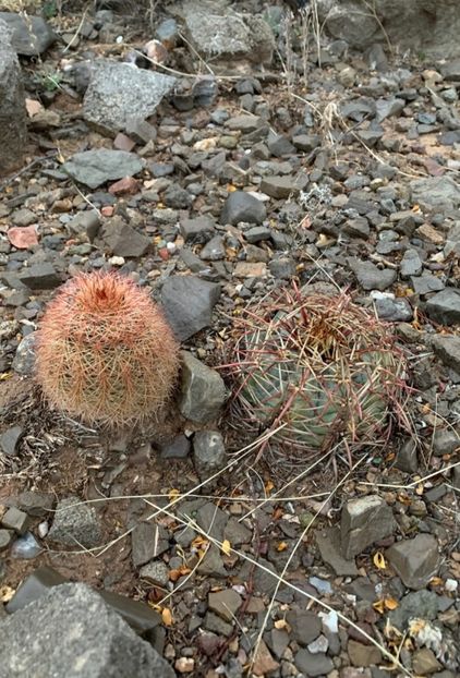  - Echinocactus Horizonthalonius
