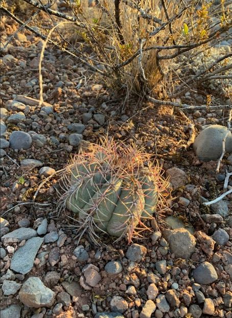  - Echinocactus Horizonthalonius
