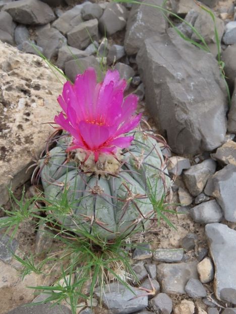  - Echinocactus Horizonthalonius