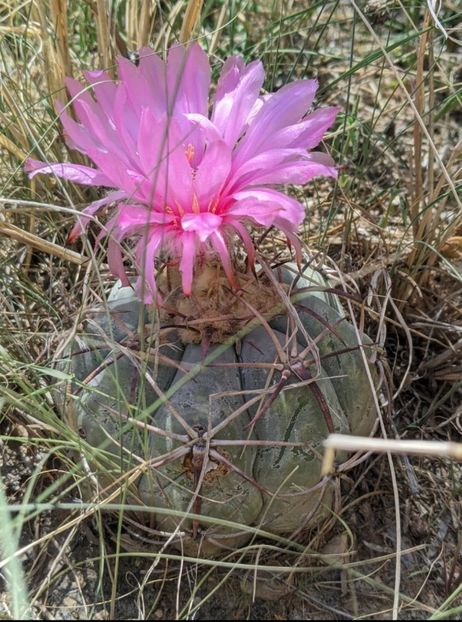  - Echinocactus Horizonthalonius