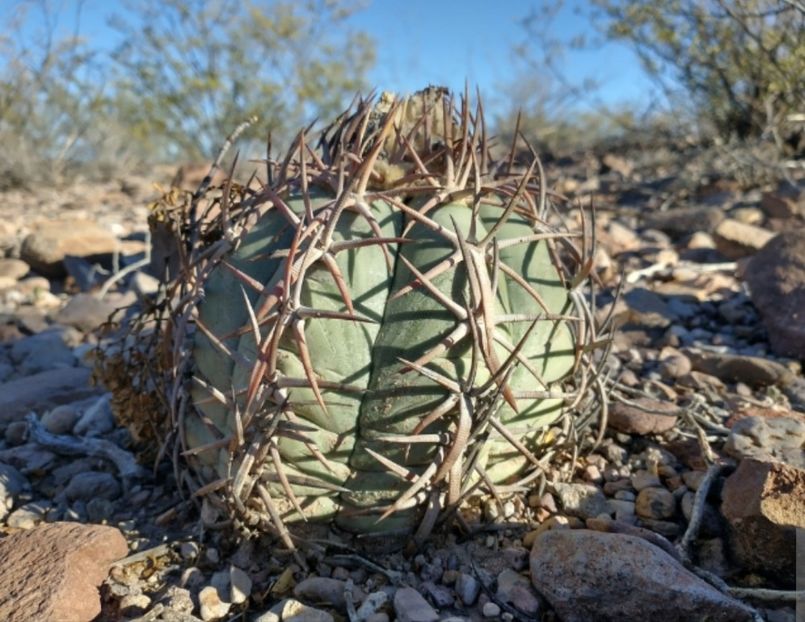  - Echinocactus Horizonthalonius