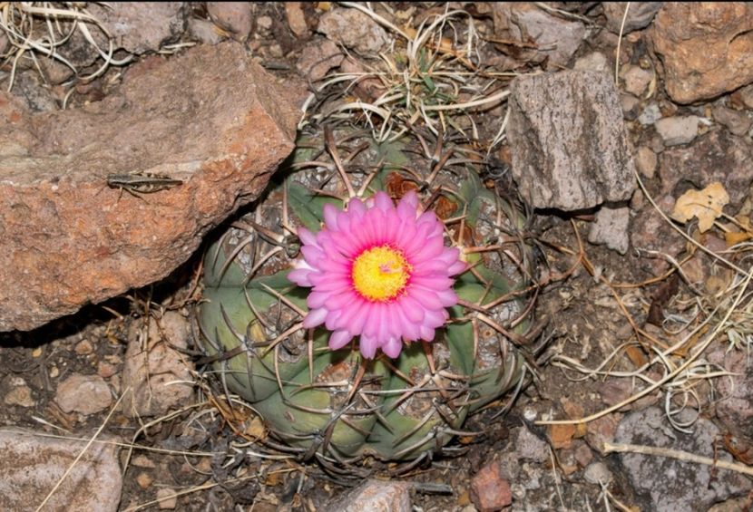  - Echinocactus Horizonthalonius