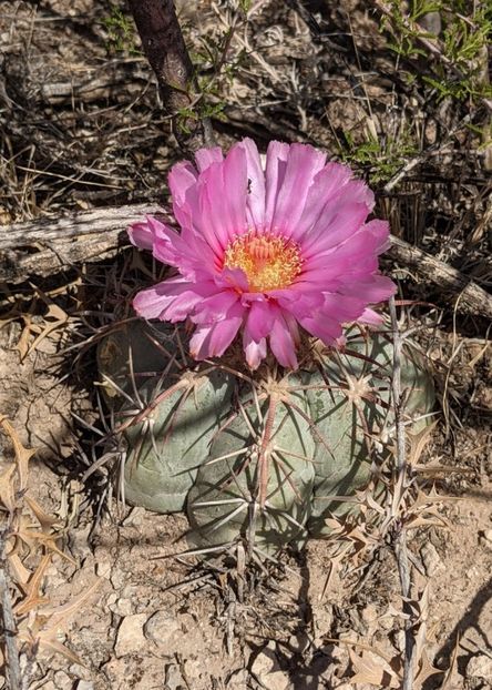  - Echinocactus Horizonthalonius