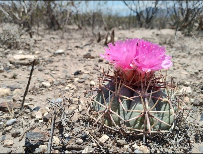  - Echinocactus Horizonthalonius