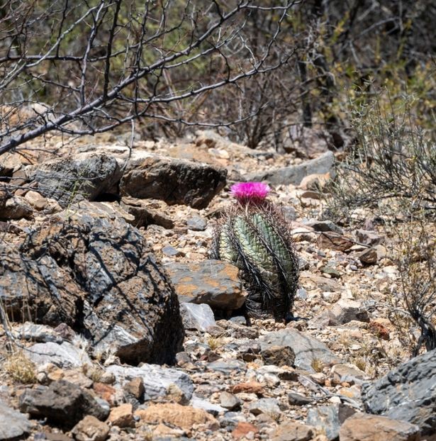  - Echinocactus Horizonthalonius