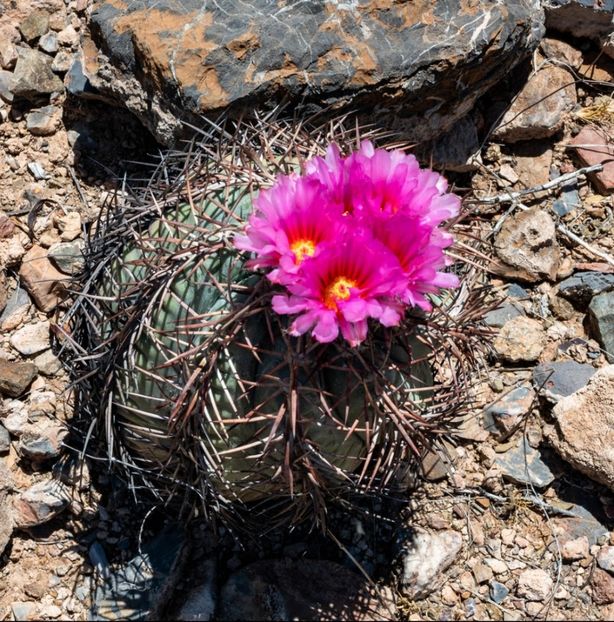  - Echinocactus Horizonthalonius