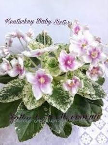 Kentuky Baby Sister poza net - Kentuky Baby Sister