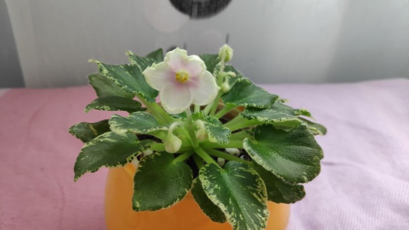 17 mai - Kentuky Baby Sister