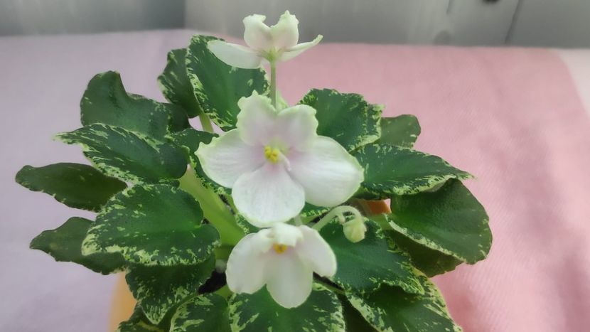 23 mai - Kentuky Baby Sister