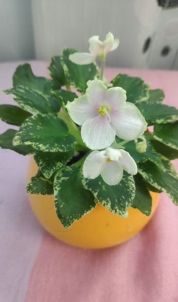 23 mai - Kentuky Baby Sister