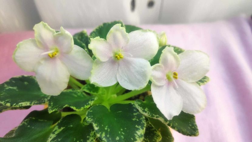 30 mai - Kentuky Baby Sister