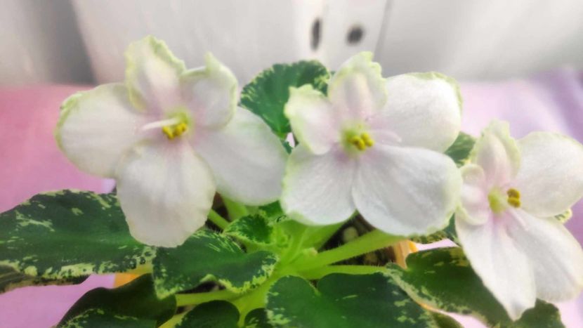 30 mai - Kentuky Baby Sister