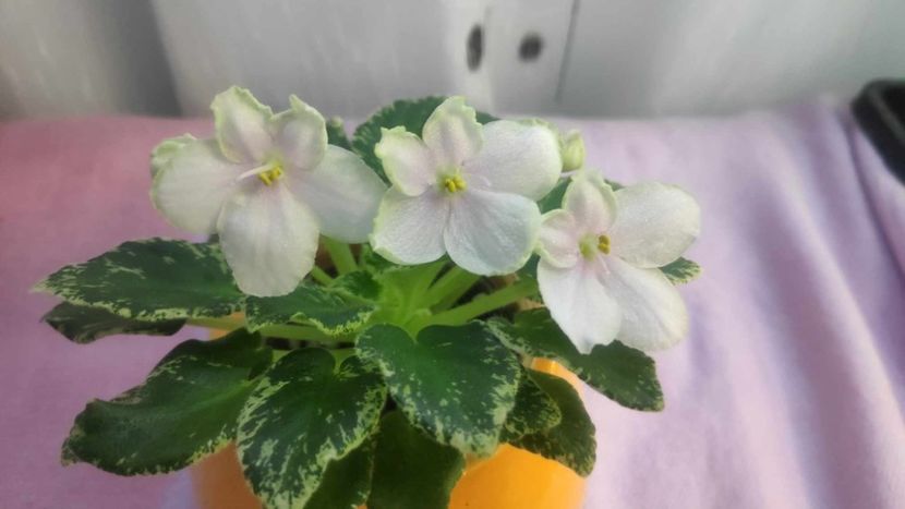 30 mai - Kentuky Baby Sister