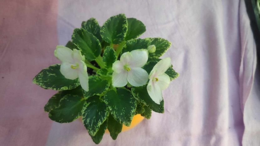 30 mai - Kentuky Baby Sister