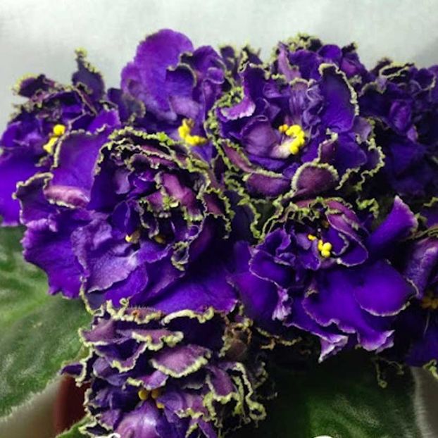 AV Vladimir Vysotsky poza net - AV Vladimir Vysotsky