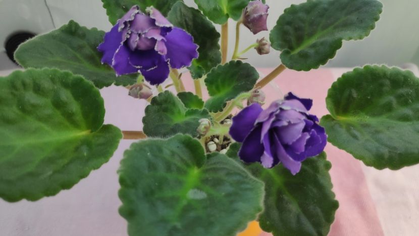 17 mai - AV Vladimir Vysotsky