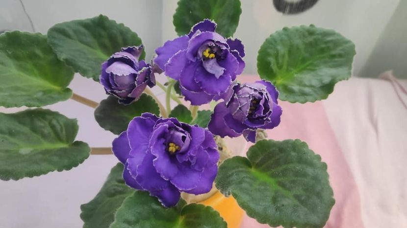 23 mai - AV Vladimir Vysotsky