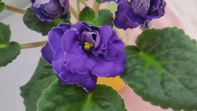 23 mai - AV Vladimir Vysotsky