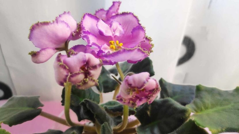 30 mai - AV Antidepressant