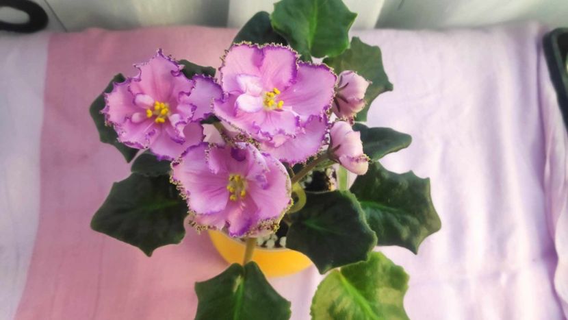 30 mai - AV Antidepressant