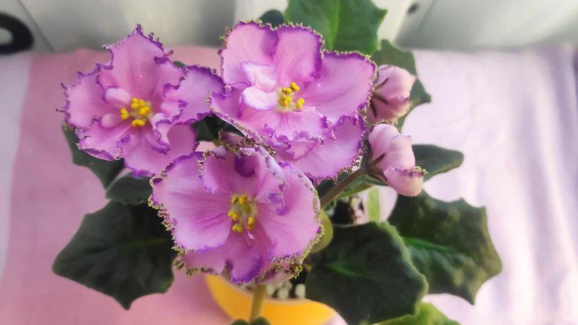 30 mai - AV Antidepressant