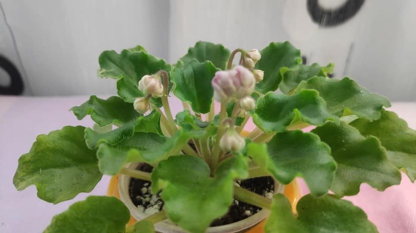 23 mai - AV Yaponskaya Vishnia